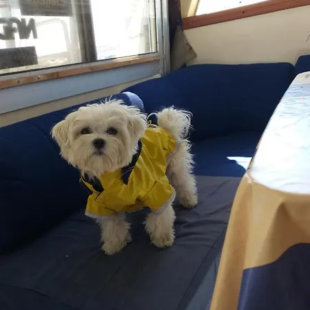 Motoryacht Favilu'